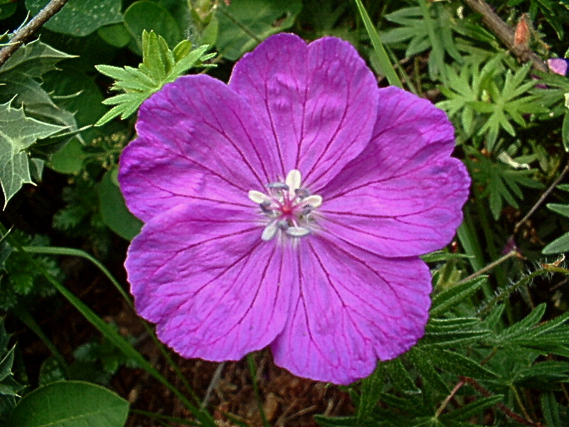 Geranium sanguineum / Geranio sanguigno